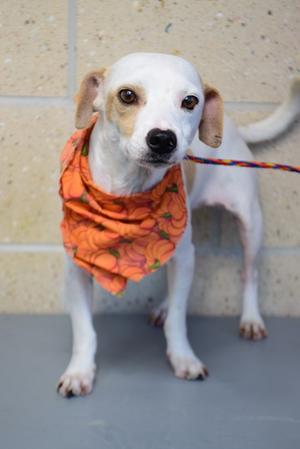26-475D Max, Terrier Mix, adult, available for adoption