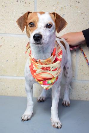 A dog wearing a colorful bandana, being petted by a person's hand.