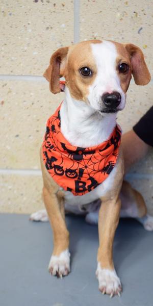 26-483D Yankee Jr, Terrier Mix, adult, available for adoption