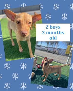 Bell brothers, Chihuahua, young, available for adoption