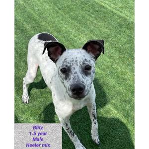 Blitz, Terrier (Unknown Type, Medium) / Blue Heeler, adult, available for adoption