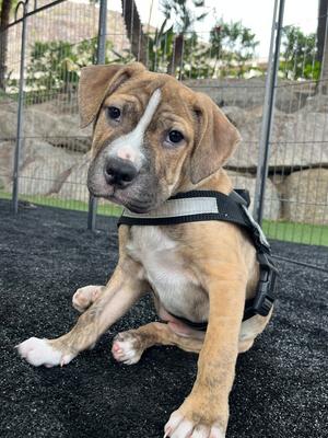 Alien puppies 1-6 copy #1, Chihuahua / Pit Bull Terrier, young, available for adoption