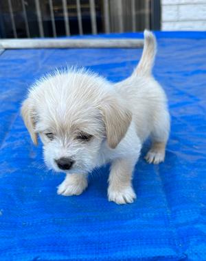 Addison and pups, Terriers (Small), young, available for adoption