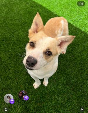 Billie, Corgi / Mixed Breed, adult, available for adoption