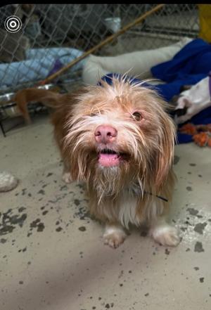 Banner, Brussels Griffon, young, available for adoption