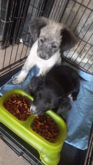 Aussie Sisters 2023, Australian Shepherd / Border Collie, young, available for adoption