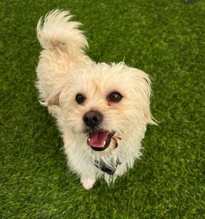 Arnie, Maltese / Poodle (Miniature), puppy, available for adoption