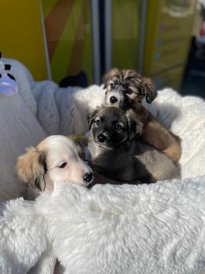Bethany's pups  copy #2, Wheaten Terrier, young, available for adoption