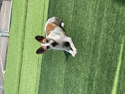A dog laying on grass