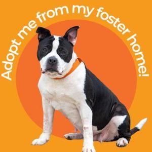 A black and white dog with a red collar sitting on an orange background with text that says 'Adopt me from my foster home!'