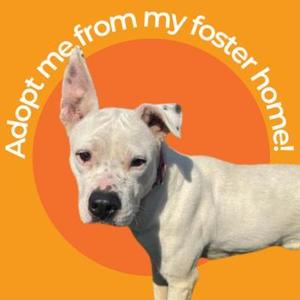 A white dog with a black nose and ears standing in front of an orange background with text that reads "Adopt me from my foster home!"