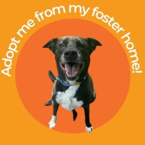 A black and white dog with a blue collar is sitting on an orange background. The text "Adopt me from my foster home!" is written in white letters around the top of the image.