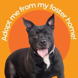 A black dog with a white patch on its chest, standing against an orange background with the text "Adopt me from my foster home!"