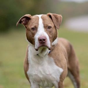 A brown and white pit bull dog standing in a grassy field.