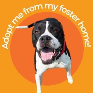 A black and white dog with a red collar, smiling with its tongue out, against an orange background with text that reads 'Adopt me from my foster home!'