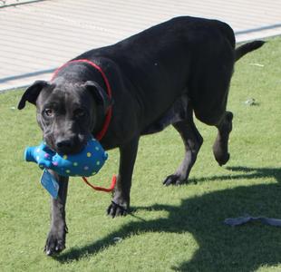 BABY, Black Labrador Retriever / American Staffordshire Terrier, adult, available for adoption