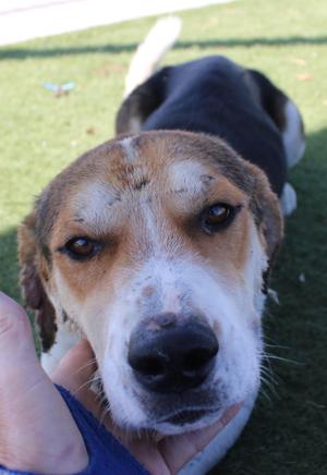 LENO, Beagle, young, available for adoption