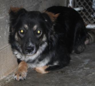 a black and brown dog with yellow eyes lying on the ground
