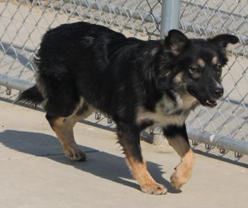 Oak, Border Collie, adult, available for adoption