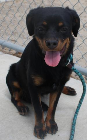 PROSPERITY (Available Aug 18), Rottweiler, adult, available for adoption