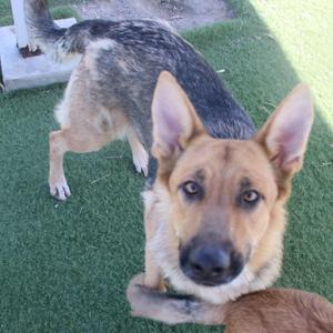 A German Shepherd dog with a black and tan coat, standing on green artificial grass, looking directly at the camera with its ears perked up.