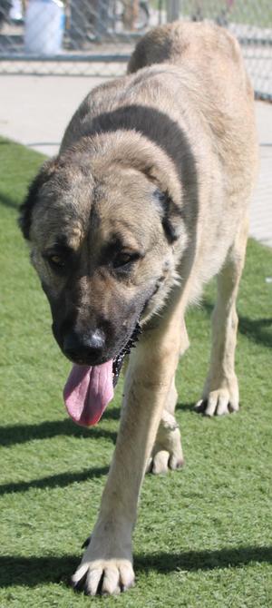 SUTTER (Available Aug 10), Mastiff, adult, available for adoption