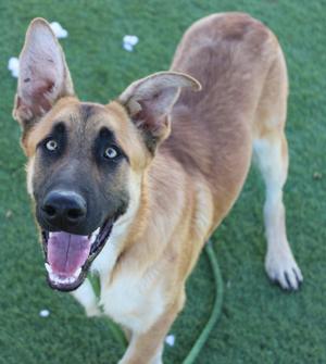 A happy German Shepherd dog with a black and tan coat, standing on green grass, looking up with its mouth open and tongue out.