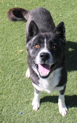 HOPPER, Australian Kelpie, young, available for adoption