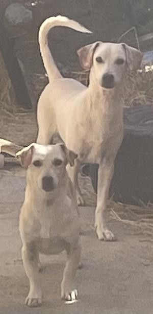 Two dogs standing on a dirt path, one larger and one smaller, both with light-colored fur.