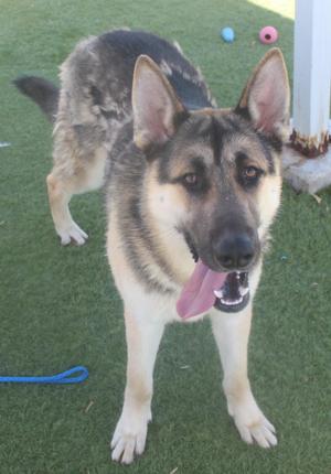 A German Shepherd dog standing on artificial grass with its tongue hanging out.