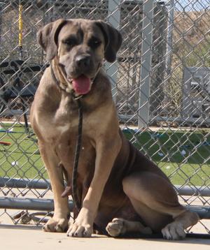 A large brown dog sitting on a concrete surface with a chain-link fence in the background. The dog is wearing a collar and leash, and its tongue is out.