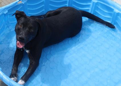 CARNEY, Black Labrador Retriever / American Staffordshire Terrier, young, available for adoption