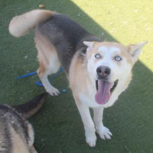 A happy husky dog with bright blue eyes and its tongue out, standing on a green surface.