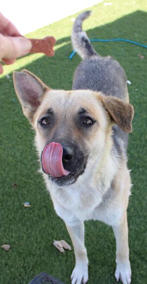 A German Shepherd mix dog with its tongue out, looking at a bone-shaped treat being held by a hand.