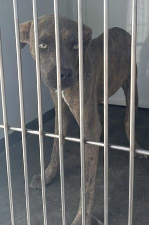 A brindle-colored dog standing behind metal bars, looking directly at the camera.