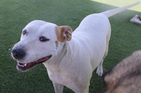A white dog with brown patches on its ears and face is standing on a green artificial turf. The dog is looking towards the camera with its mouth open, showing its teeth. The background is a grassy area with some other objects partially visible.
