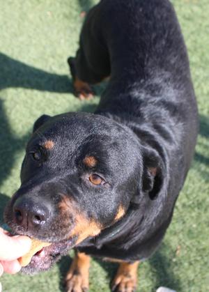 a black and tan Rottweiler dog standing on green grass, looking up at the camera with its mouth open, holding a treat in its mouth