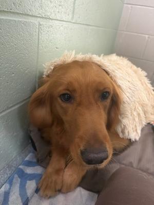 Isabelle, Golden Retriever, adult, available for adoption