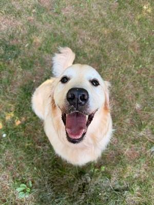 A happy golden-colored dog looking up at the camera while sitting on grass.