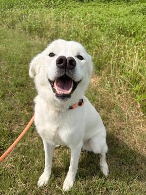 Esse, Golden Retriever and Great Pyrenees, adult, available for adoption