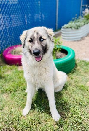 Bobble, Anatolian Shepherd Mix, young, available for adoption