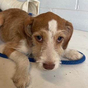 Duncan, Poodle - Standard Mix, puppy, available for adoption
