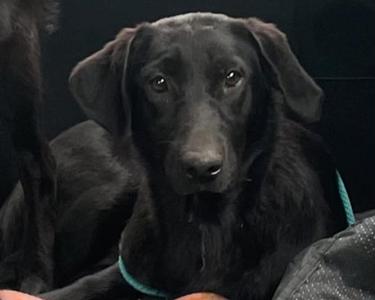 A black dog with floppy ears and a blue collar, looking directly at the camera.