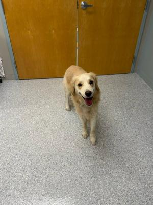Finn, Golden Retriever, young, available for adoption