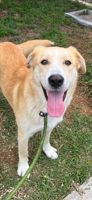 Cuddles, Labrador Retriever Mix, young, available for adoption
