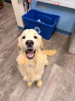 Bear, Golden Retriever, young, available for adoption