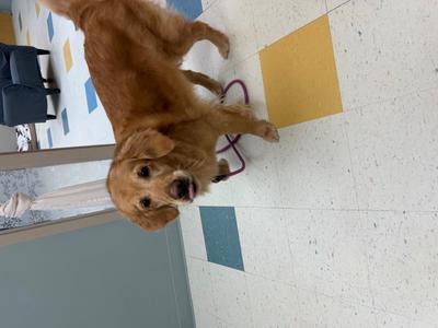 Chloe, Golden Retriever, adult, available for adoption