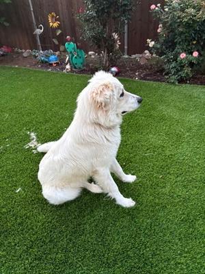 Carol Ann, Golden Retriever and Great Pyrenees, adult, available for adoption