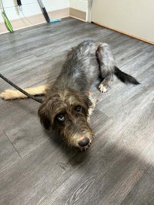 A scruffy, long-haired dog with a shaggy coat lying on a wooden floor, looking up at the camera with a slightly sad expression.