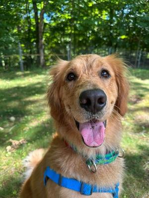 Stella, Golden Retriever, available for adoption
